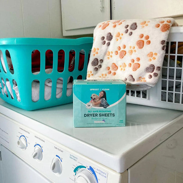 What to Know Before Getting a Cat 6 Essential Tips Uproot Clean USA