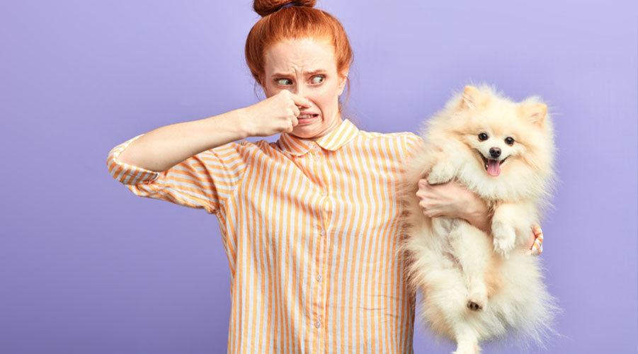 How to Prevent Your Home from Smelling Like Dog Uproot Clean USA